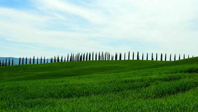 Free Cypress Trees From The photo and picture