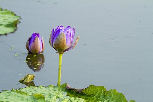 Loto, Lotus, Plantas Acuáticas