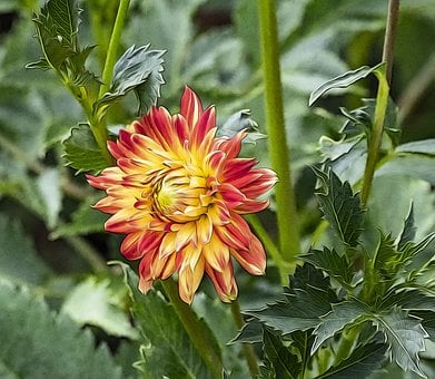 Free Dahlia Flowers illustration and picture