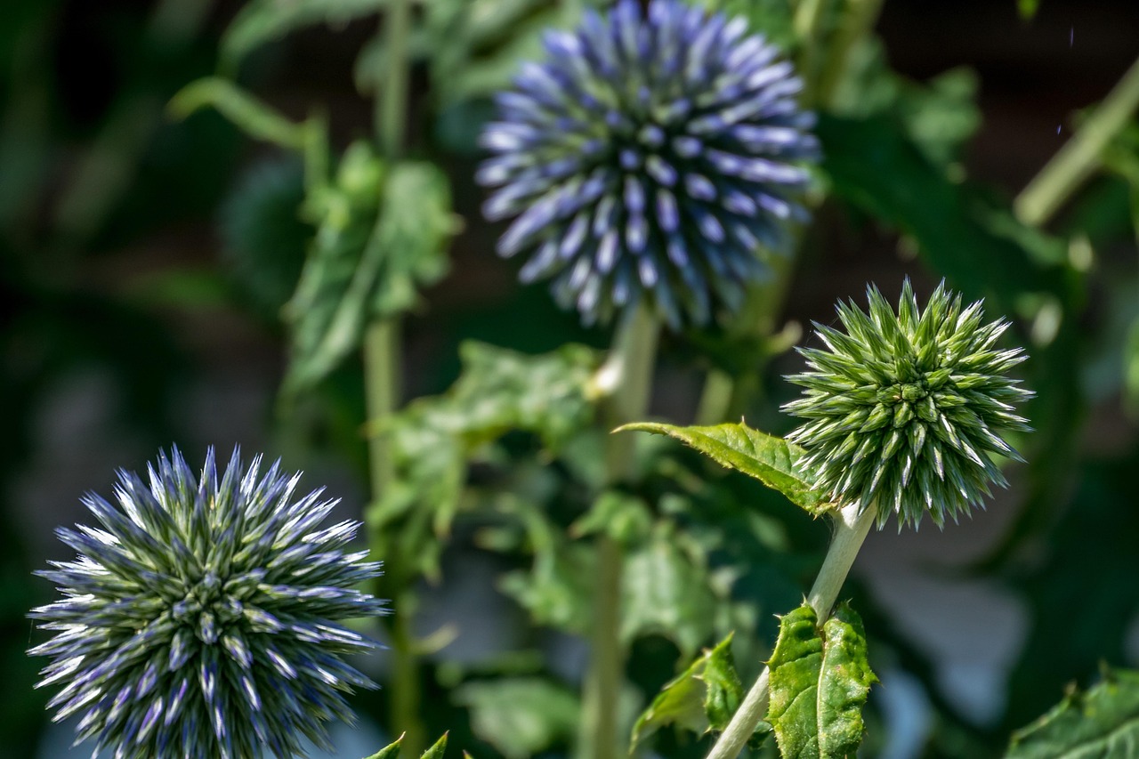 flower-3562331_1280.jpg