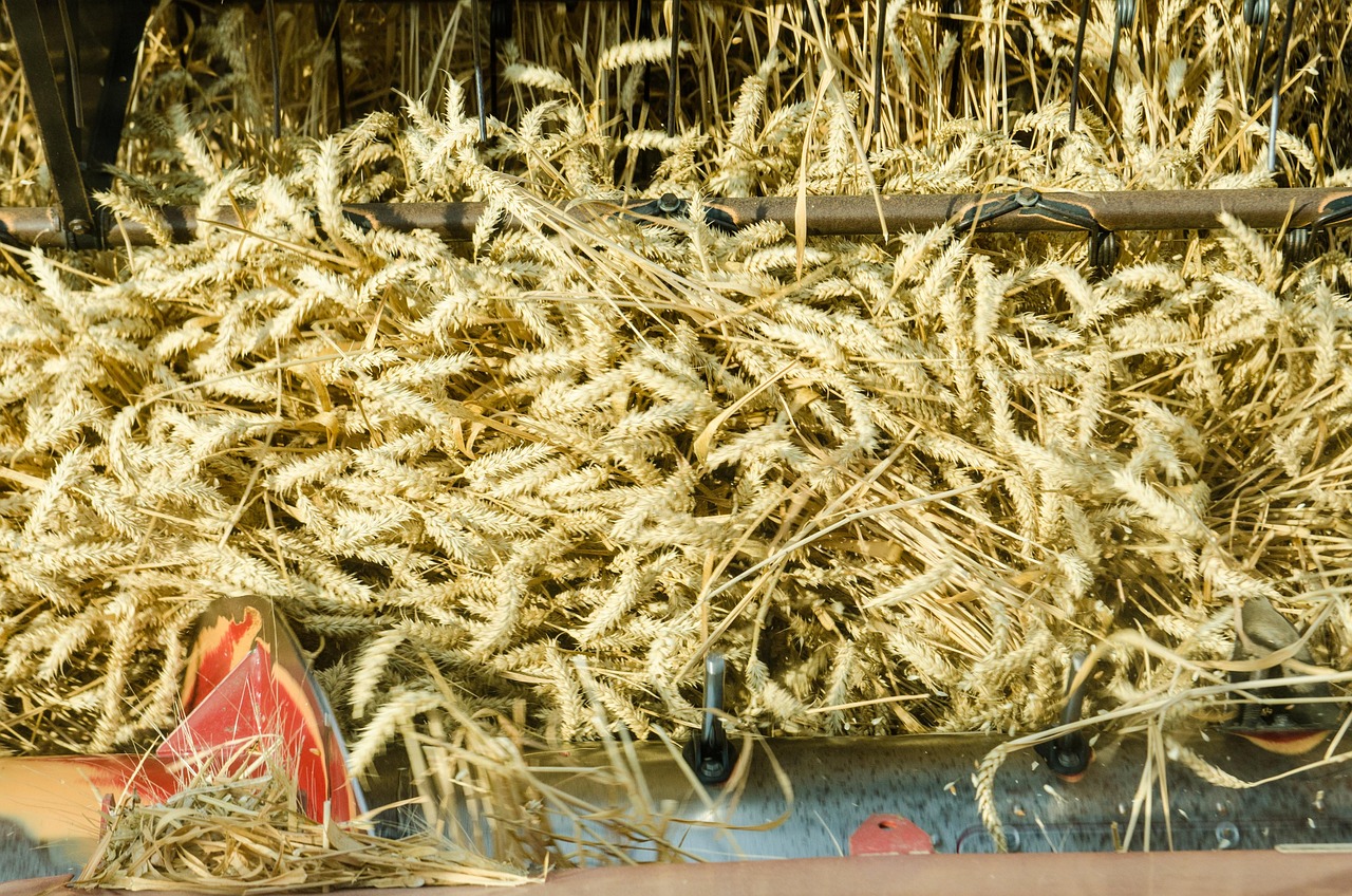 Download free HD stock image of Harvest Crops Free Harvest Crops photo and picture