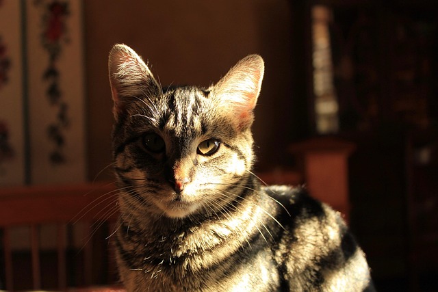Free Cat Shadow And Light photo and picture