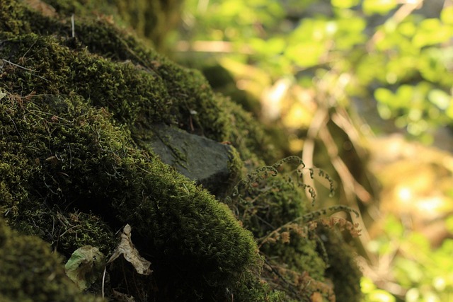 Free Moss Nature photo and picture