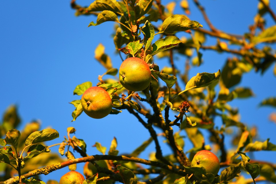 Apple Tree Fruit Free photo on Pixabay
