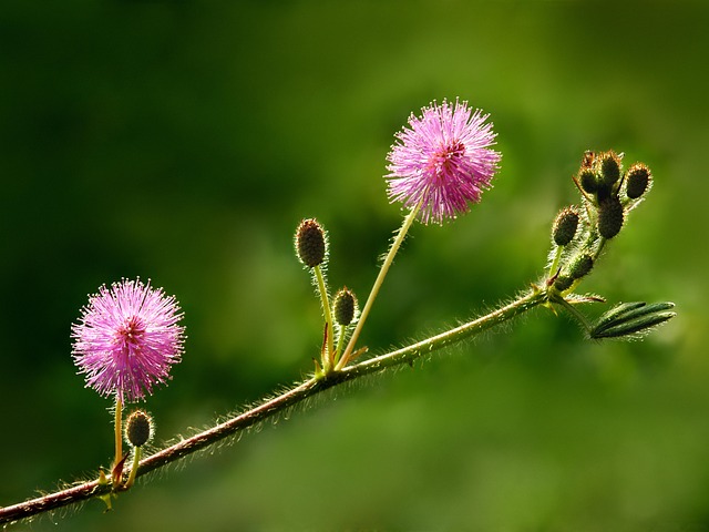 Free Nature Colourful photo and picture