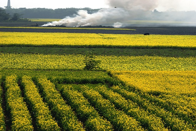 Free Bangladesh Landscape photo and picture