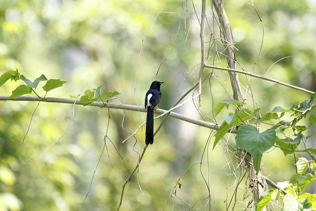 Free Bangladesh Nature photo and picture