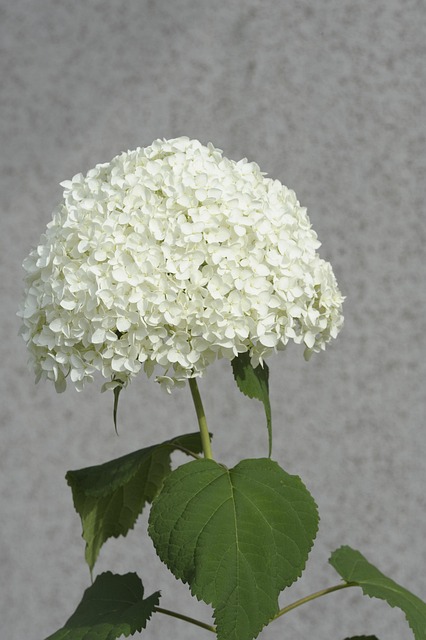 Snebold, Have, Blomstre, Hvid