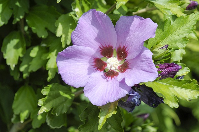 Hibiscus, Blomstre, Plante, Sommer