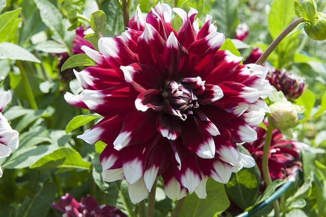 Dahlia, Blomstre, Blomst, Haveplante