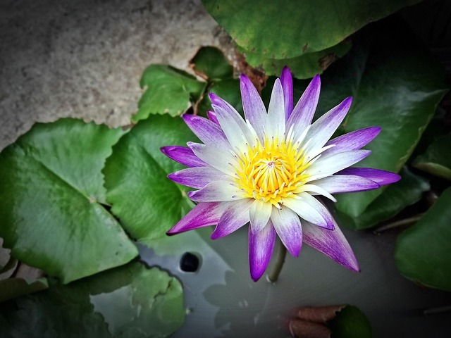 Lotus, Flower, ดอกบัว, สีม่วง, ไม้น้ำ