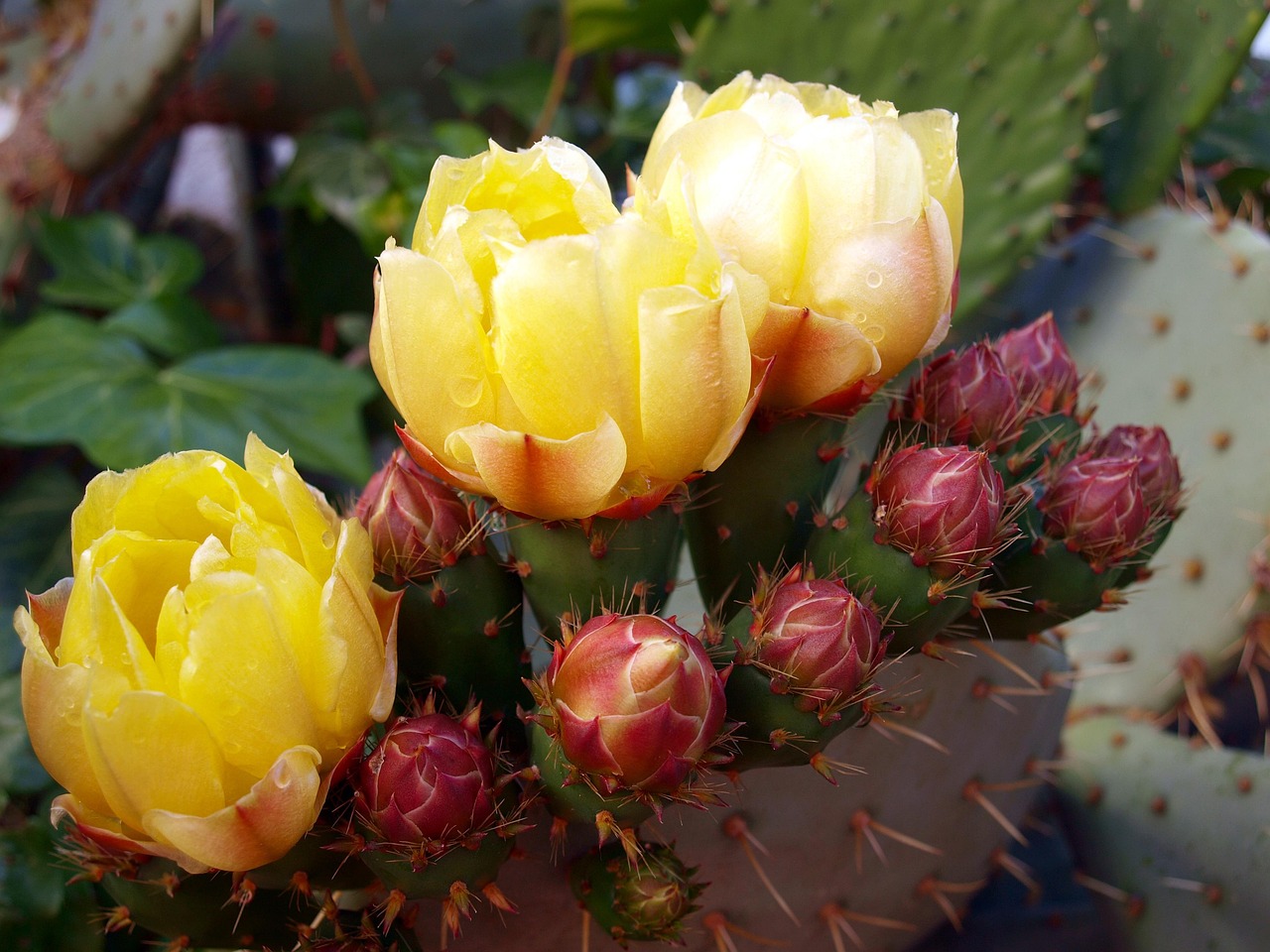 Cactus Flower Flowering Free Photo On Pixabay Pixabay Cactus 3563466 1280