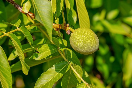 Okkernoot, Fruit, Onvolwassen, Noot
