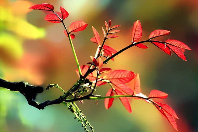 Free Nature Flower photo and picture