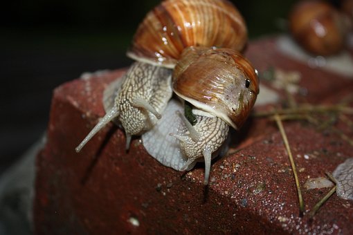 Free Snail Animal photo and picture