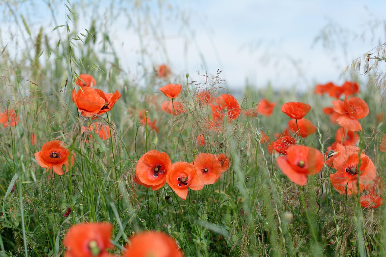 Poppies Field Poppy Free Photo On Pixabay