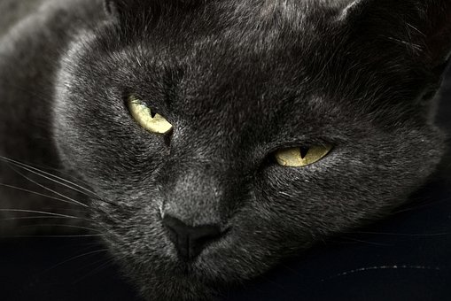 Free British Gray photo and picture