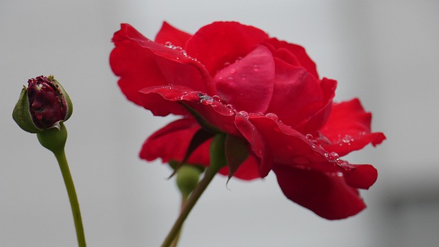 Rose, Rød, Rosenblomst, Blomstring