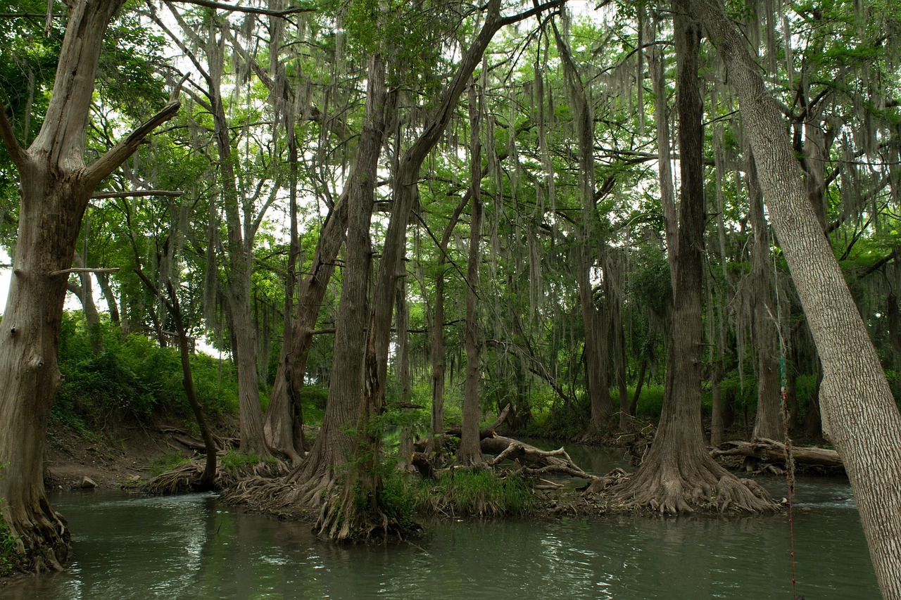 Swamp Forest Texas Free photo on Pixabay Pixabay