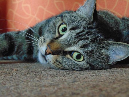 Free Cat Cute photo and picture