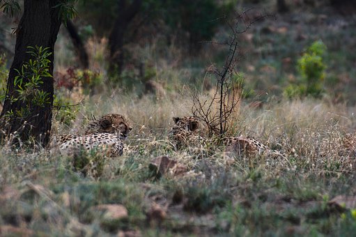 Gepard, Safari, Südafrika, Natur, Wild