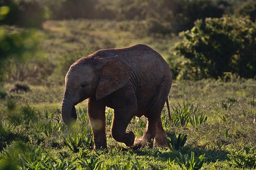 Elefant, Sonnenuntergang, Kind, Niedlich