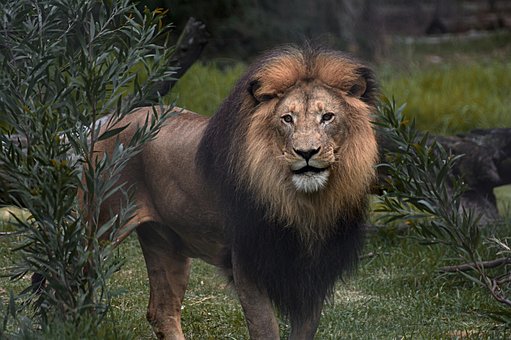 Löwe, Safari, Afrika, Natur, Tier