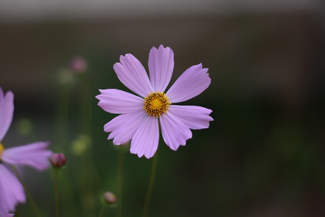 Free Flower Flower Background photo and picture