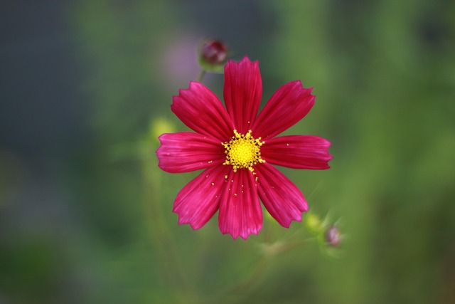 Free Flower Flower Background photo and picture