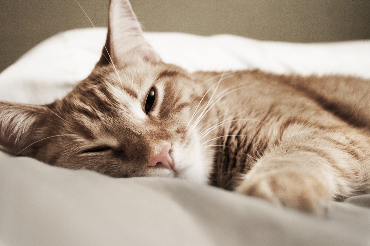Cat - free online jigsaw puzzle photo