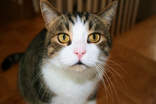 Kat, Kæledyr, Dyr, Feline, Øjne, Gul