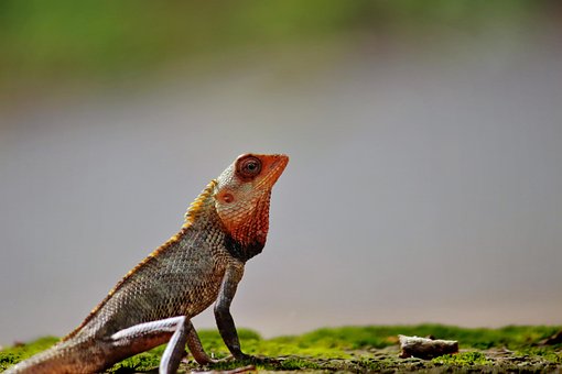Chameleón, Zvíře, Divoký, Divoká Zvěř