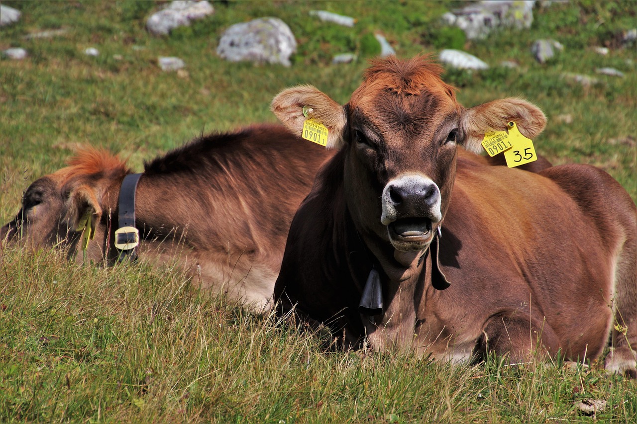 Alpine Cow - free online jigsaw puzzle photo