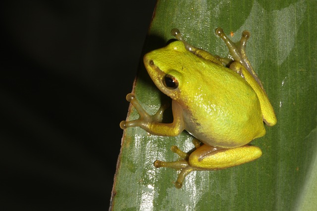 Free Frog Durban photo and picture