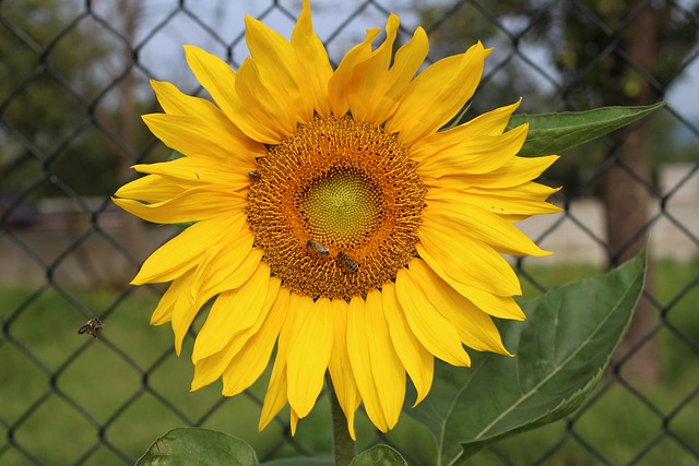 Free Sunflower Summer photo and picture