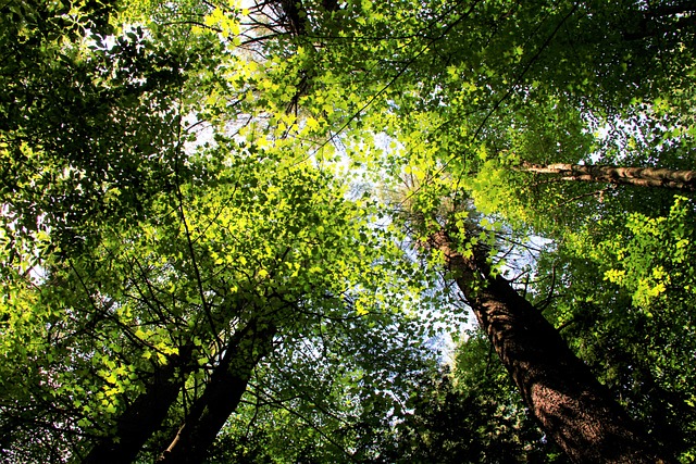 Wald, Bäume, Blätter, Natur, Landschaft