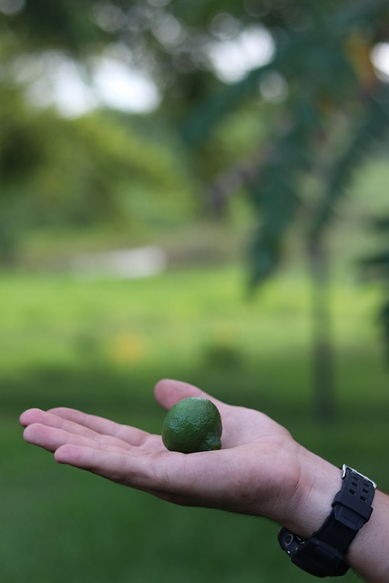 Naranja, Mano, Reloj, Fruta, Verde