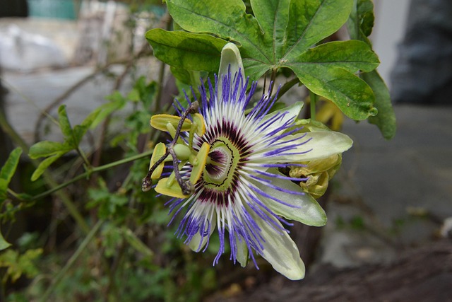 Blomst, Forår, Natur