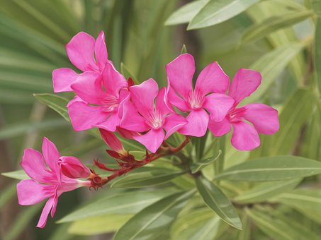 Free Oleander Nerium Oleander photo and picture
