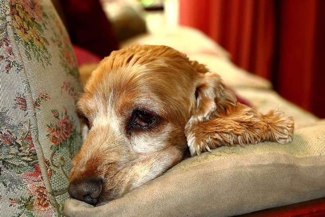 Free Pet Dog photo and picture