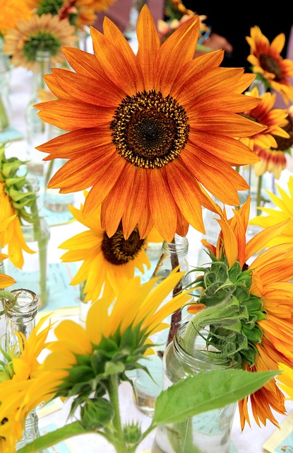 Free Sunflower Flower photo and picture