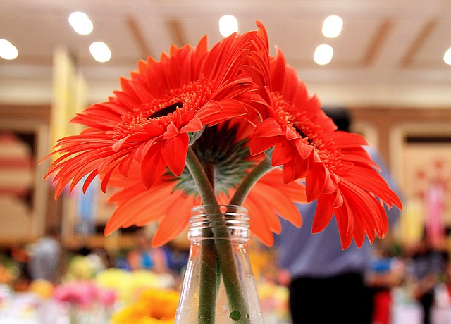 Free Sunflower Flowers photo and picture