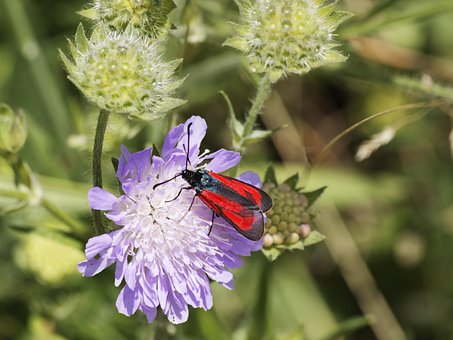 Free Zygene Of The Mother-Of-Thyme photo and picture