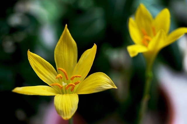 Free Lily Yellow photo and picture