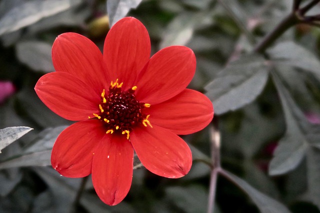 Free Flower Red photo and picture