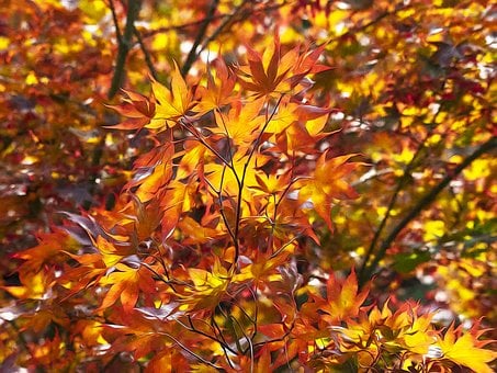 Free Maple Japan Shrub illustration and picture