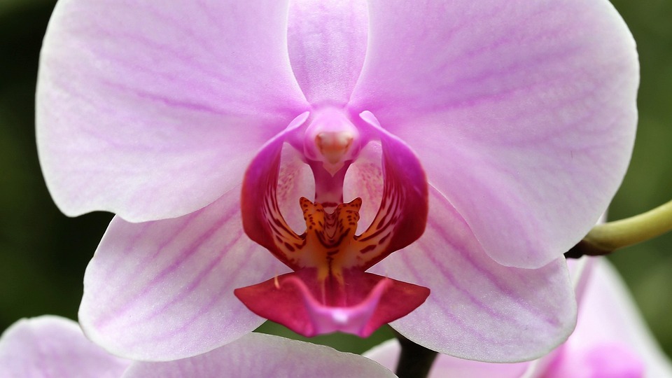 兰花 兰科 Phalenopsis - Pixabay上的免费照片 - Pixabay