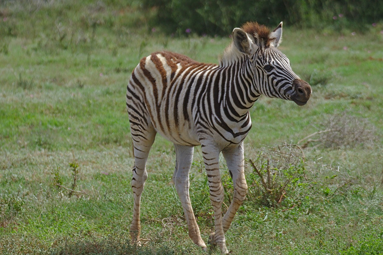 Zebra Muda Satwa - Foto gratis di Pixabay - Pixabay