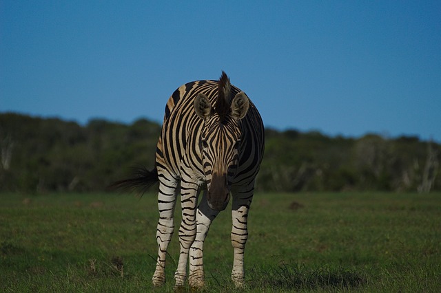 Zebra, Jovem, Animal, Natureza, Addo