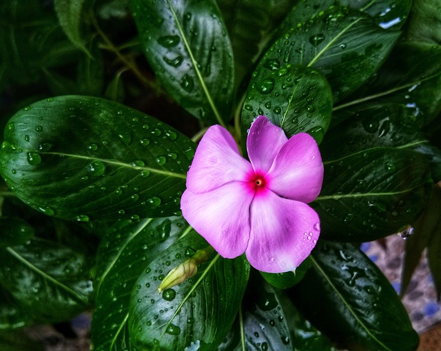 Free Periwinkle Flower photo and picture
